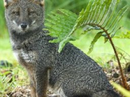 Renard de Darwin